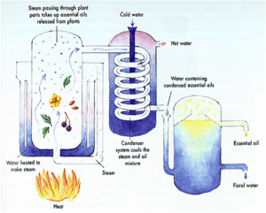 distillazione in corrente di vapore e aromaterapia di base